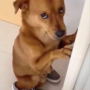 ABASTECER O CARRO DO NOIVO