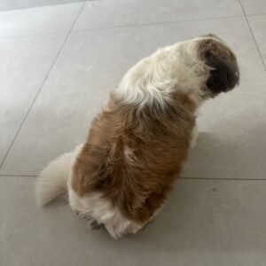 MOUNJAURO PRO RAVIZINHO