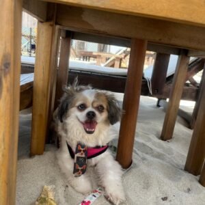 ADESTRAMENTO PARA O RAVI LEVAR AS ALIANÇAS